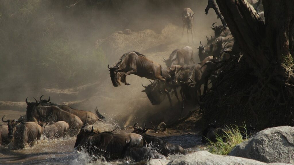 A lion attacks one of the wildebeest from a herd of migrating wildebeest