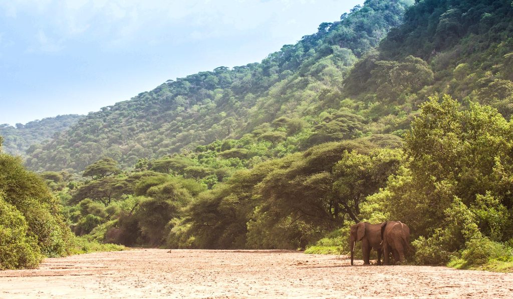 Nyungwe National Park