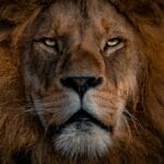 African Lion Guide