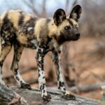 About the African Wild Dogs