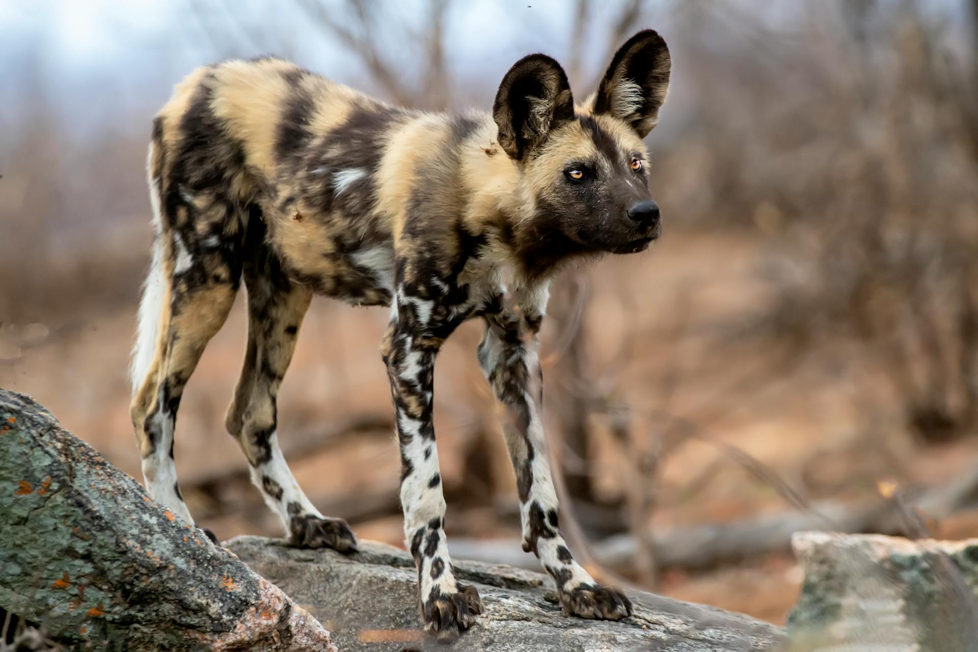 The African Wild Dog ready to hunt in the African wilderness