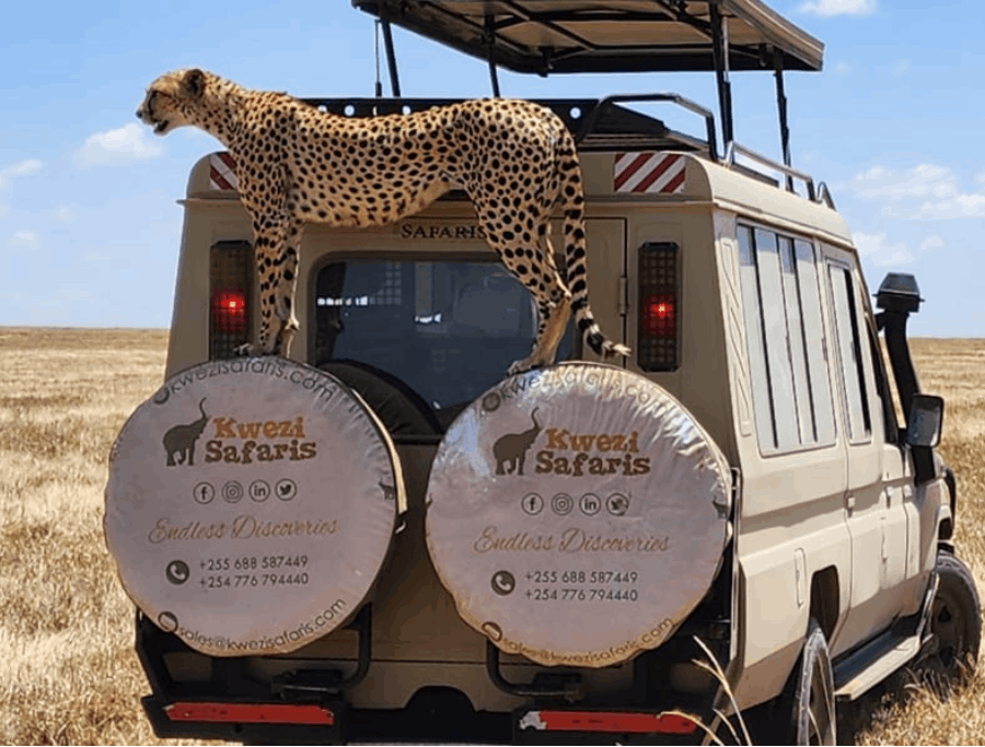 How to Plan a Perfect African Safari Vacation