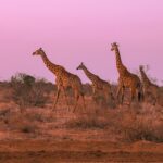 A Look at the Giraffe