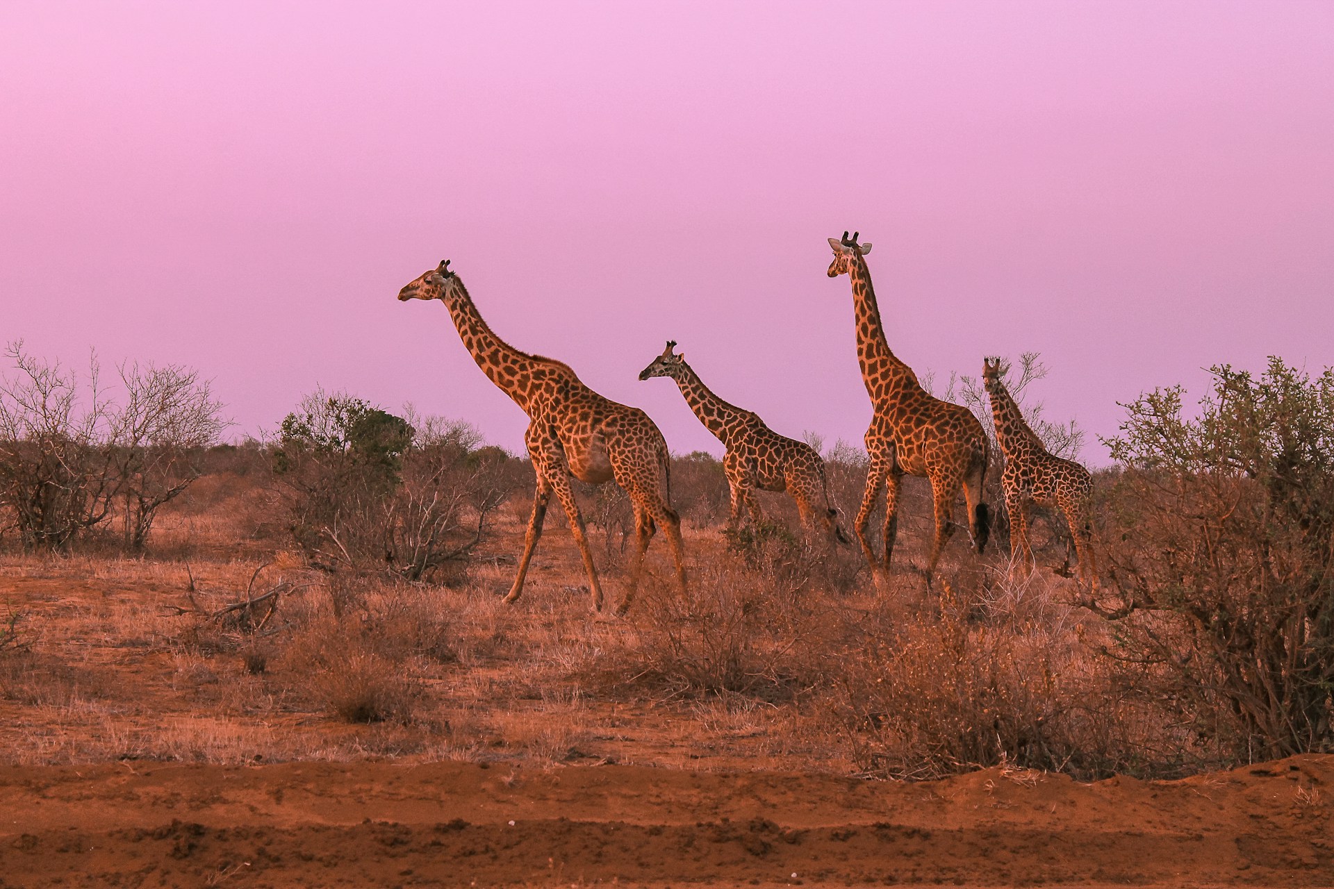 Learn about the giraffe, their amazing traits and where to see them