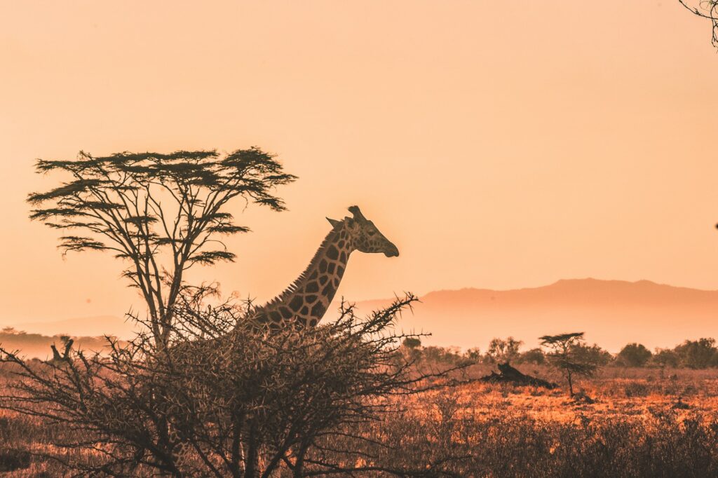 11 Days Ultimate Kenya Luxury Safari