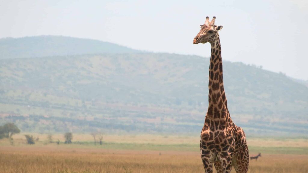 The Maasai Giraffe strolling through Africa's endless plains
