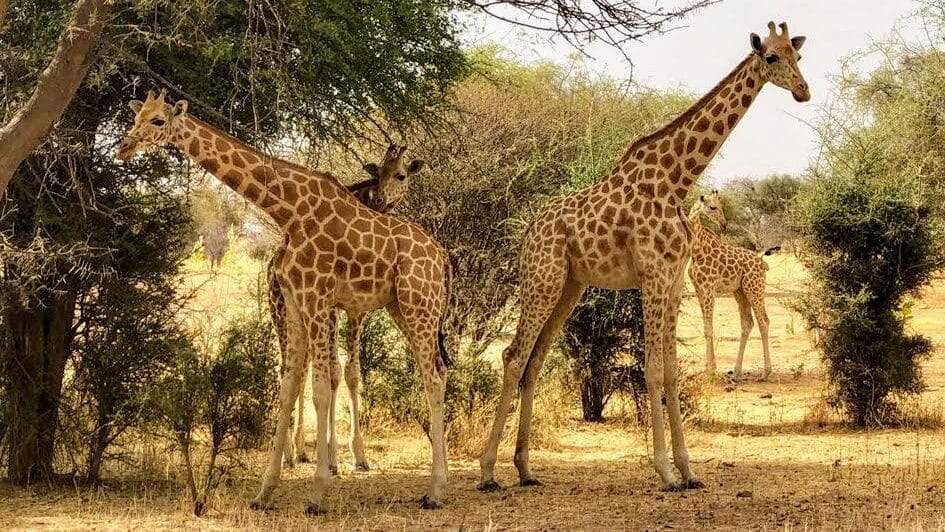 The Northern Giraffe Species