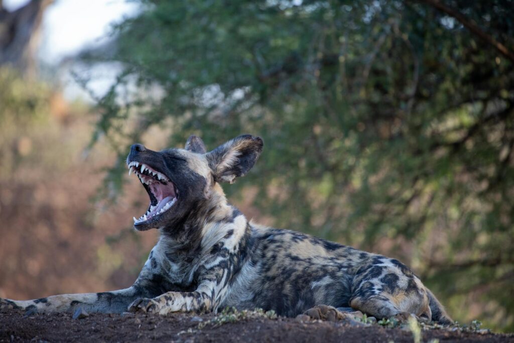 A wild dog relaxing in the savannah after a afternoon hunt.