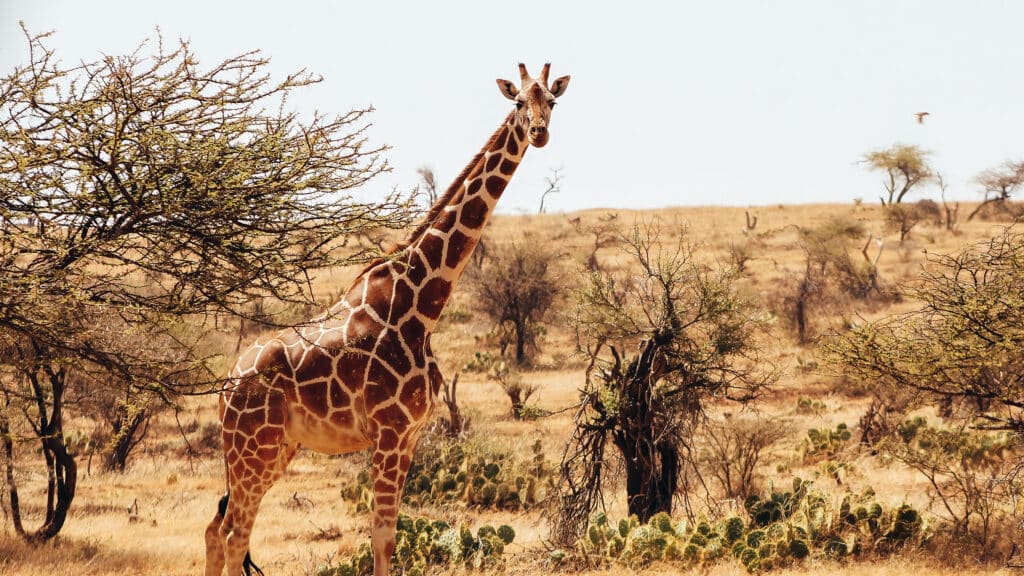Reticulated giraffe in the wild
