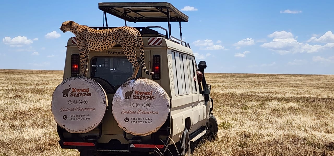 Cheetah climbing on safari vehicle during Tanzania wildlife game drive with Kwezi Safaris and a guide on Tanzania Safari Cost