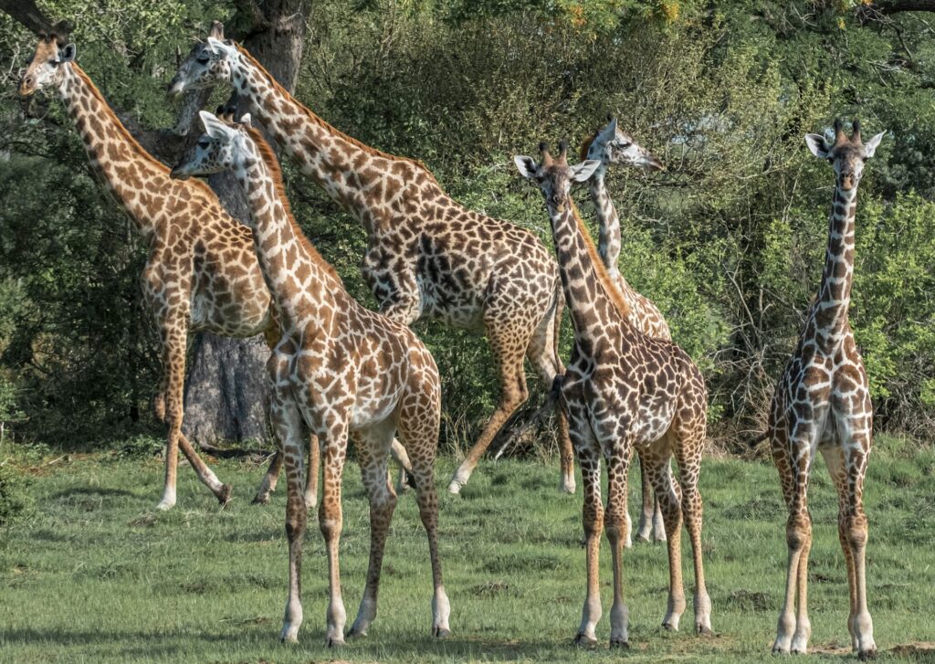 A tower of giraffes relaxing.