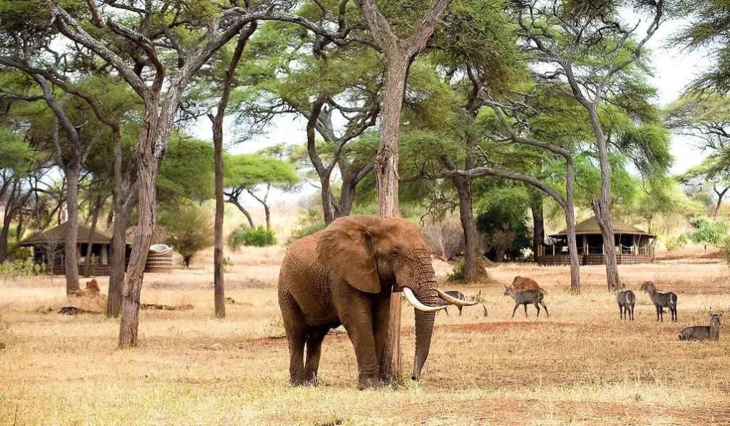 Oserengoni Wildlife Santuary