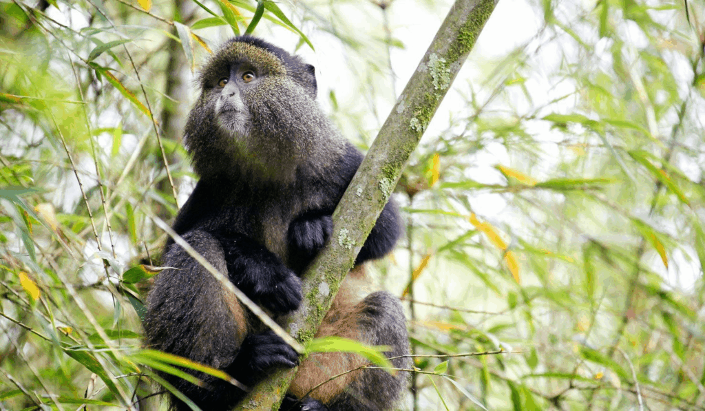 Gishwati-Mukura National Park