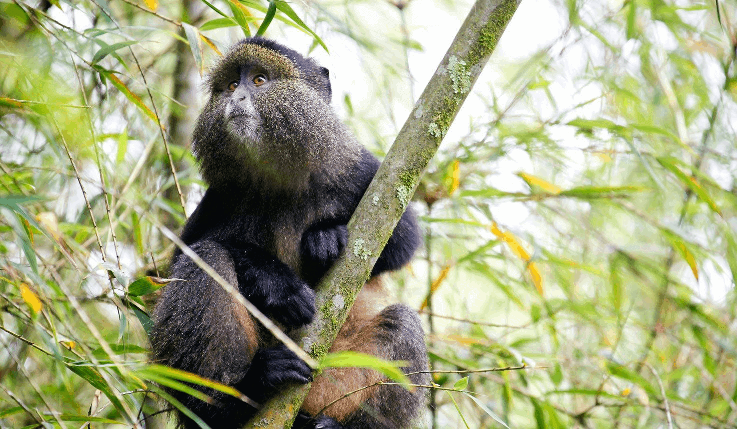 A Monkey relaxing on the top of tree in Gishwati-mukura national park.