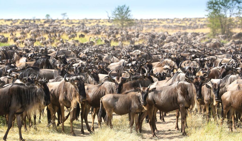 Safari por Kenia y Tanzania en busca de los cinco grandes, la gran migración de ñus e impresionantes lagos