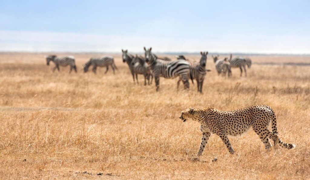 Wildlife at the floor of Ngorongoro Crater in Tanzania