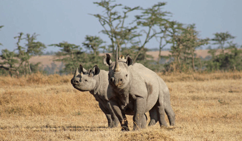 Ol Jogi Conservancy