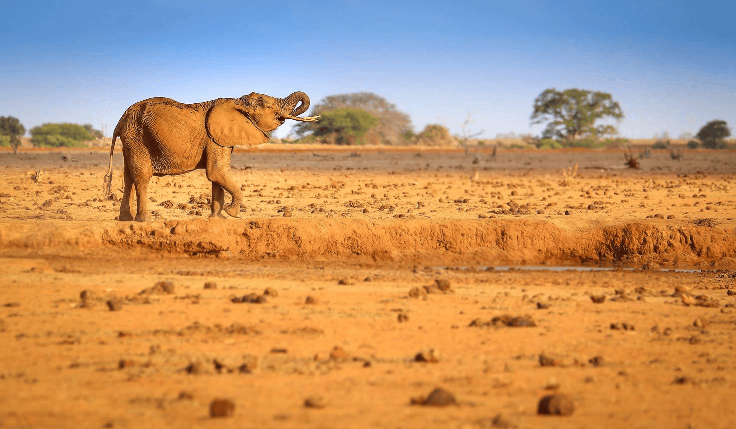 A view of an elephant in Tsavo East National Park.