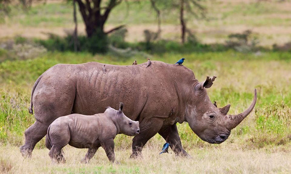 Lake Nakuru National Park