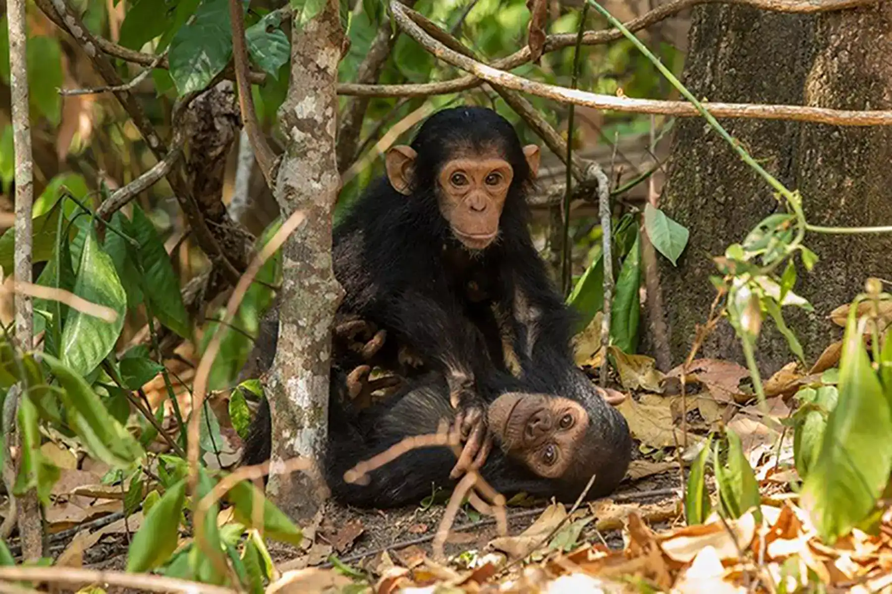 Chimpanzee Tour