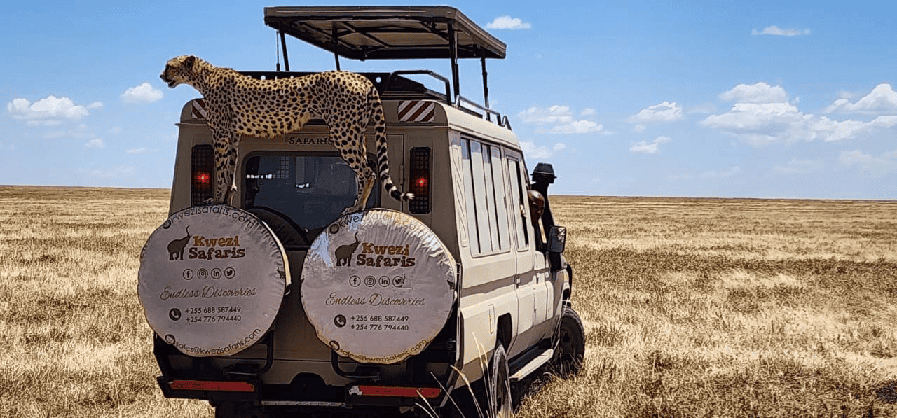A leopard relaxing on one of Kwezi Vehicles while on a 8 days safari, in Serengeti