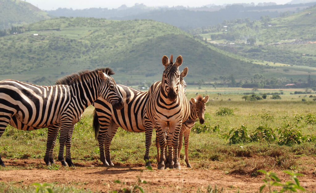 Lewa Conservancy