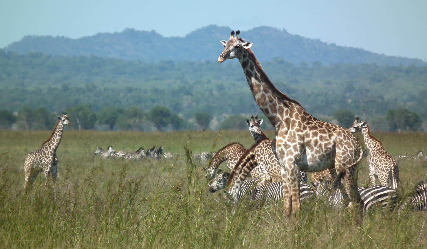 Wildlife at Mikumi National Park in Uganda