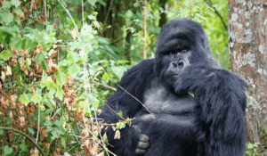 3 Days Rwanda Safari