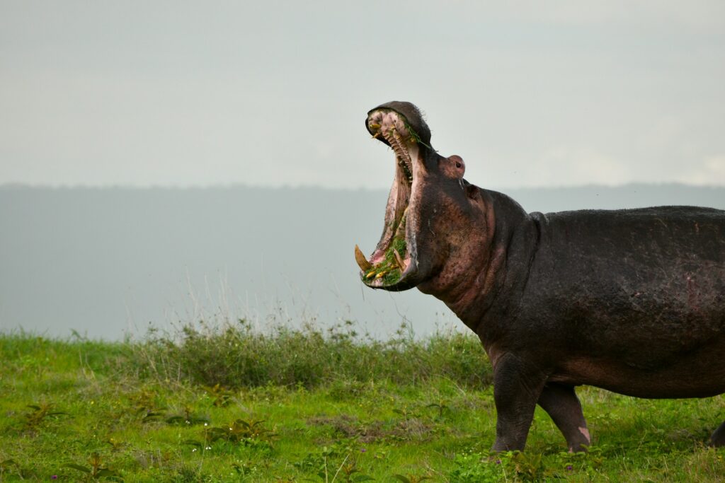 A hippopotamus wide mouth and its long teeth