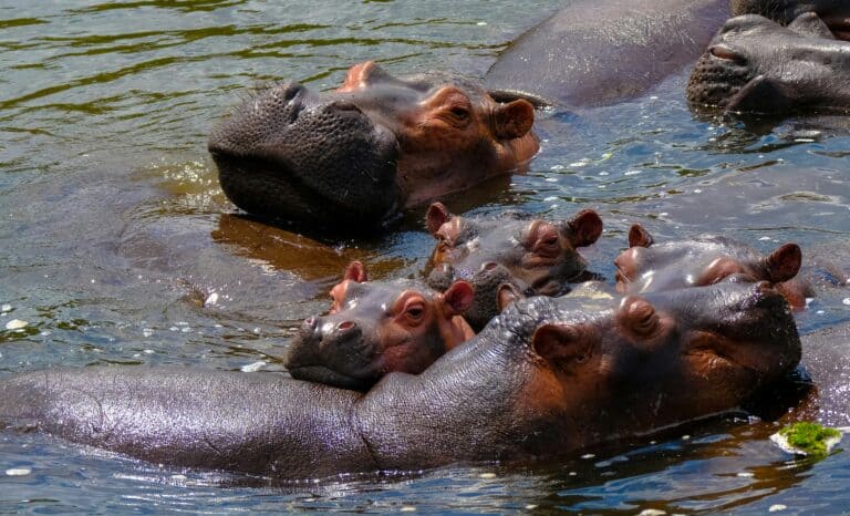 Hippopotamus Facts: Africa’s Most Dangerous Animal Explained