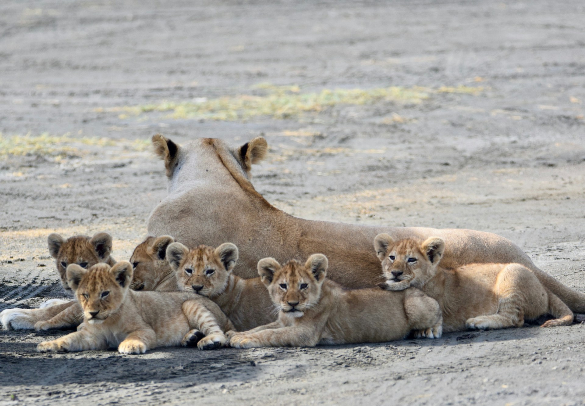A lion and her cubs resting at Katavi National Park