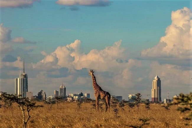 A view of a giraffe in the Nairobi National Park watching the towers of building in Nairobi city