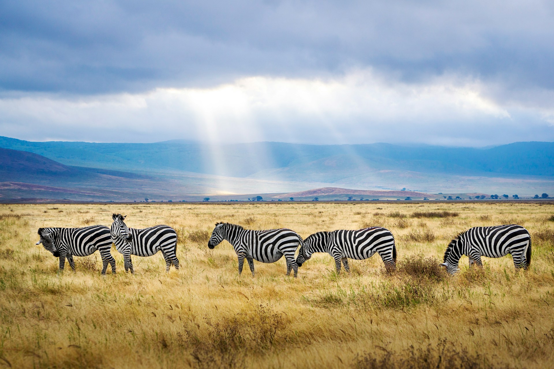 Zebras at the floor of Ngorongoro Crater