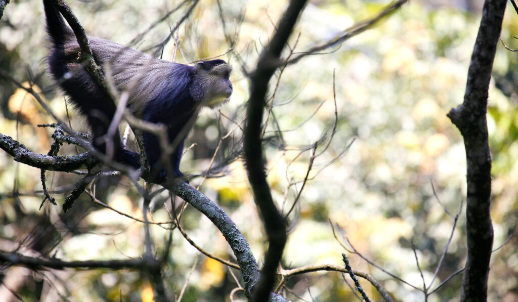 Nyungwe Forest National Park