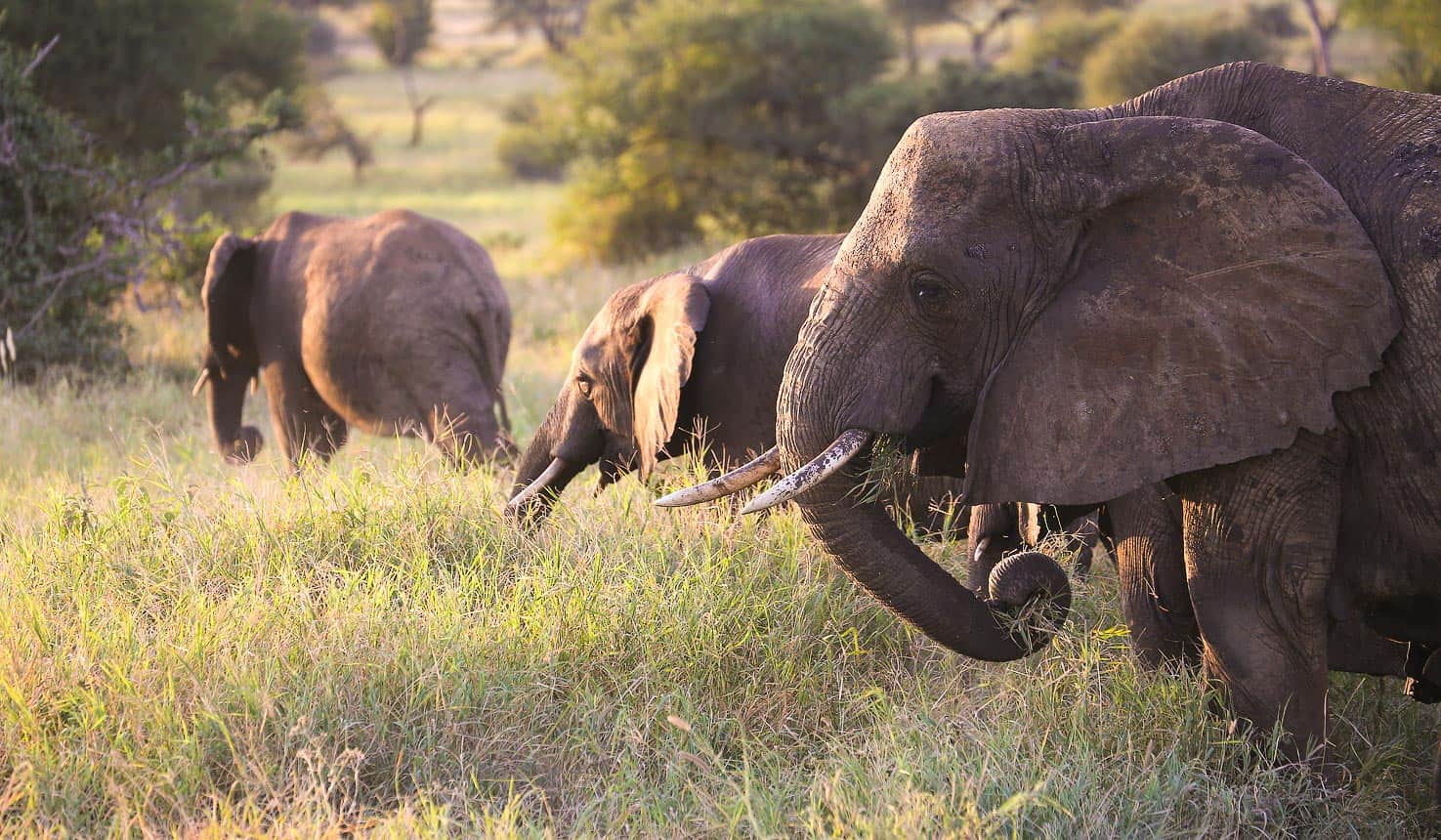 Elephants up close in Tarangire National Park
