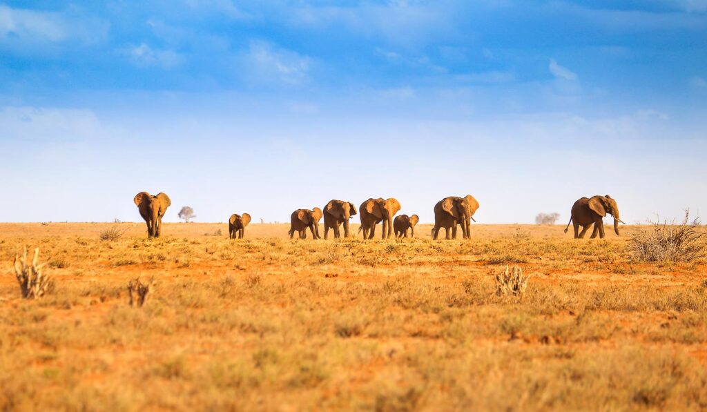 Tsavo East National Park