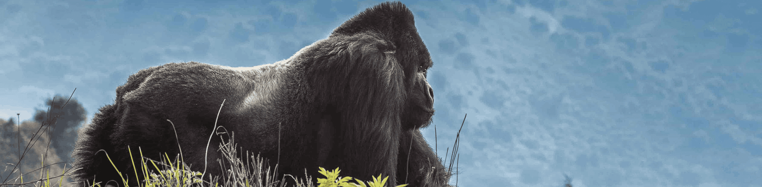 A Gorilla in Volcanoes National Park.