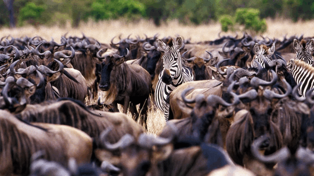 Masai Mara National Reserve