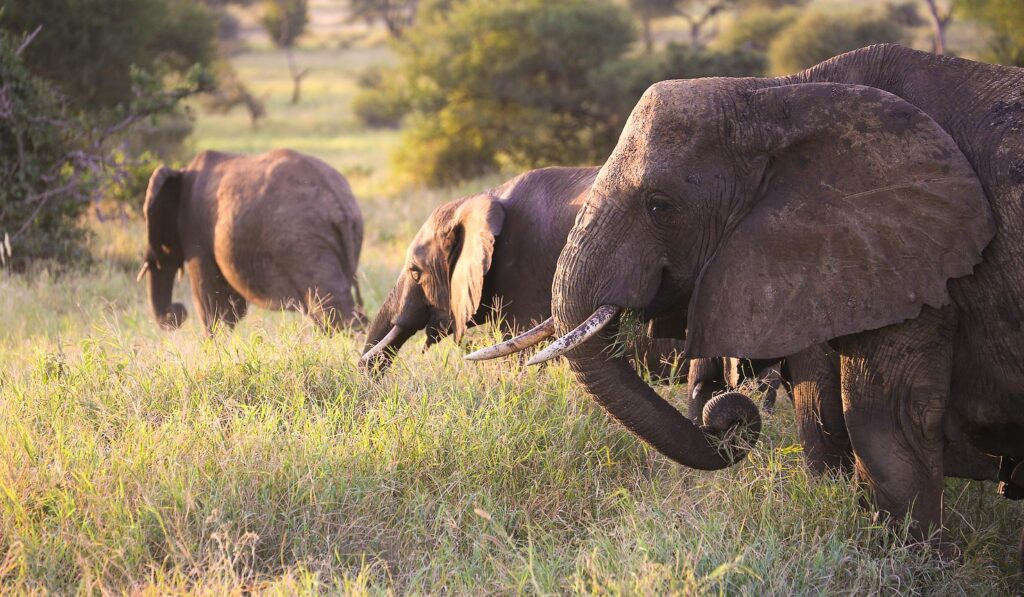 Elephants in Tarangire