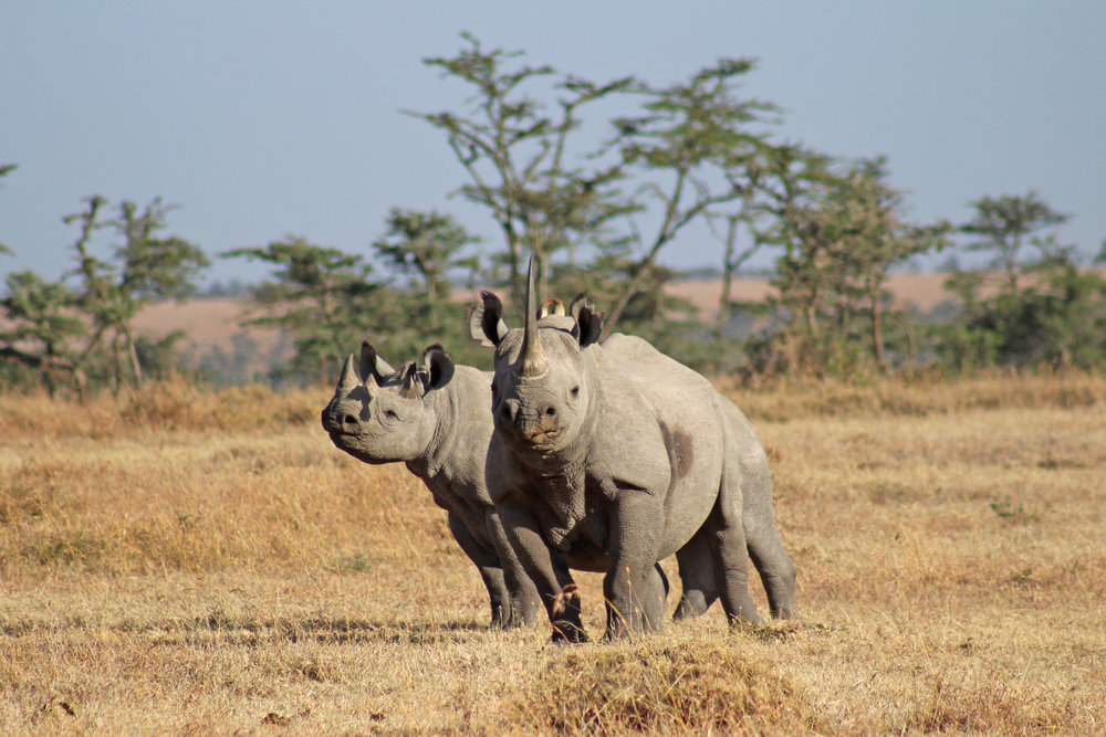Spotting rhinos on a Kenyan safari
