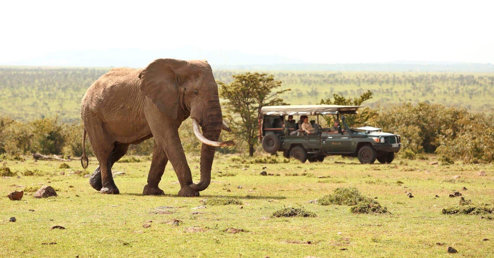 Game drives at Encounter Mara Camp