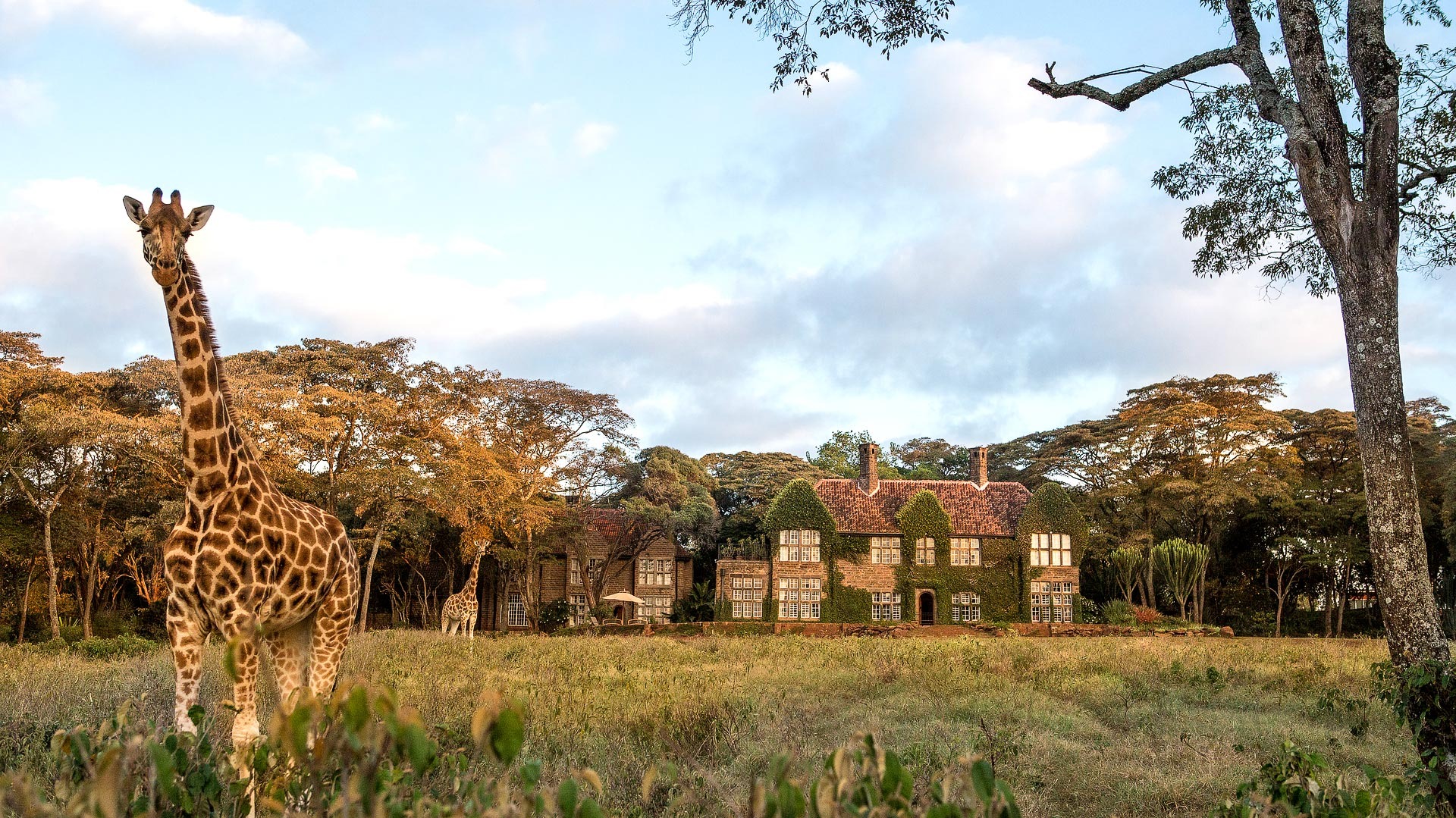 Giraffes at the Giraffe Manor in Nairobi