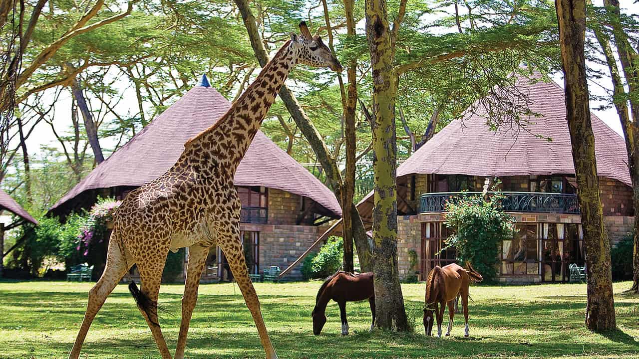 Giraffes at Lake Naivasha Sopa Lodge