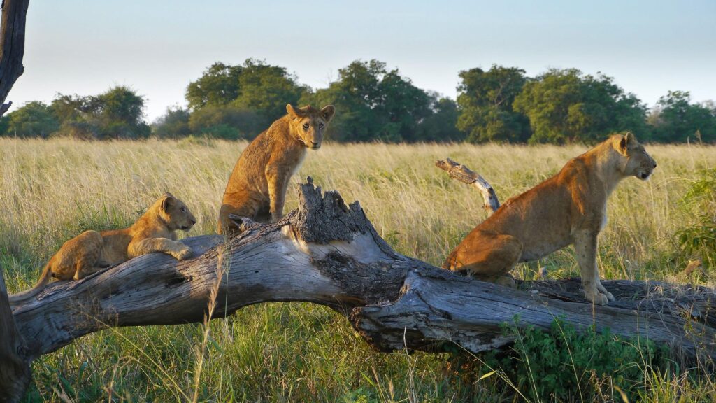 Kidepo Valley National Park
