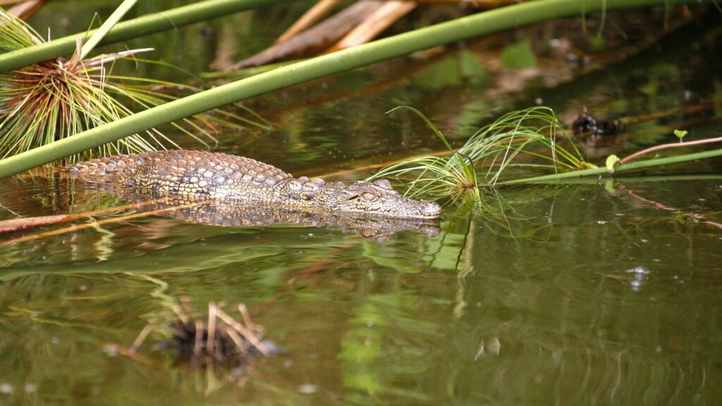 Lake Mburo National Park.