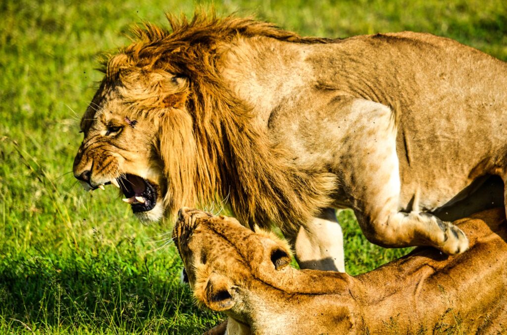 Safari de los «Cinco Grandes» en Kenia