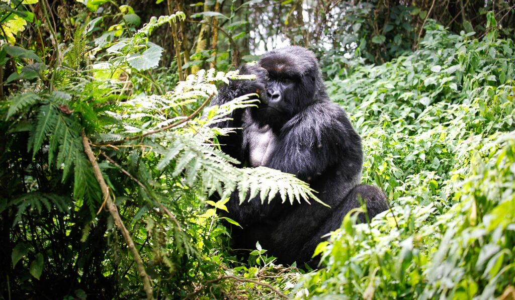 Bwindi Impenetrable National Park