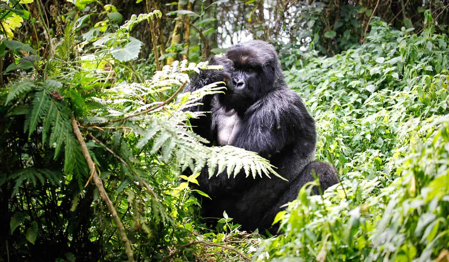 Our safaris in Rwanda takes you up close with Mountain Gorillas in Bwindi Impenetrable National Park