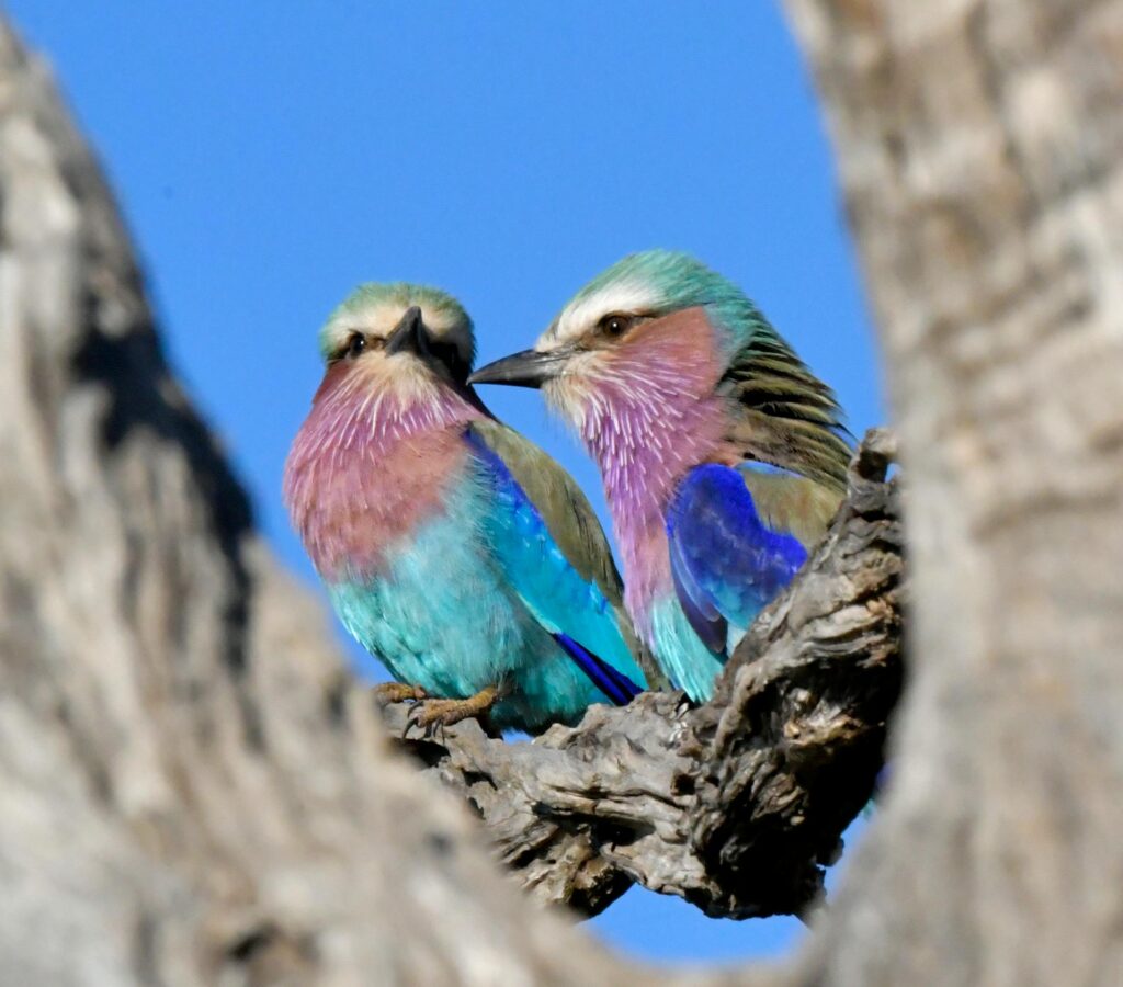 Spotting the national bird of Kenya, Lilac-breasted Roller birds, on a birdwatching experience