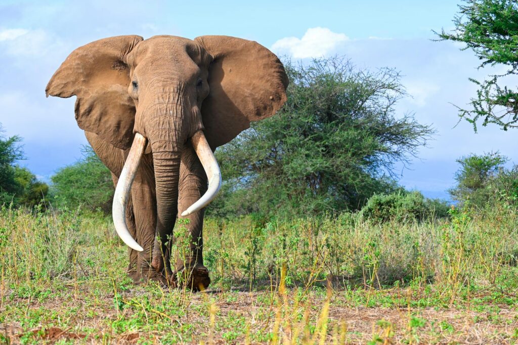 Safari en Kenia: Gran migración y cinco grandes
